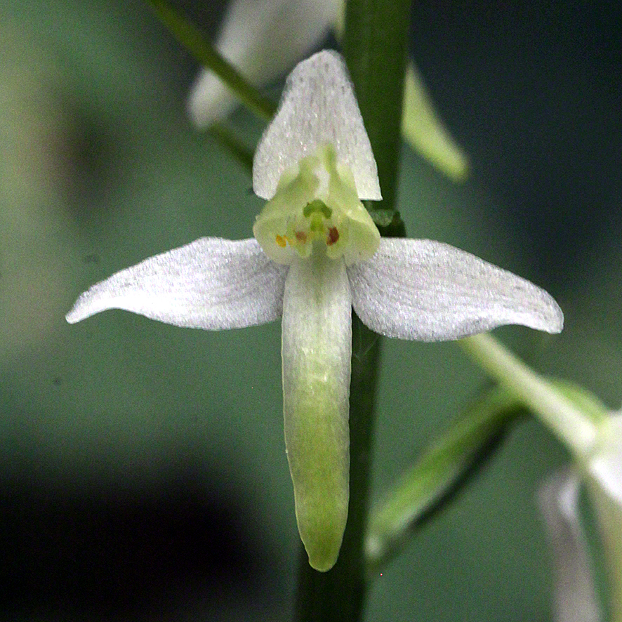 Platanthera bifolia – zweiblättrige weiße Waldhyazinthe